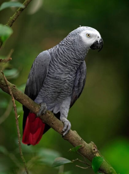 African Grey Parrot
