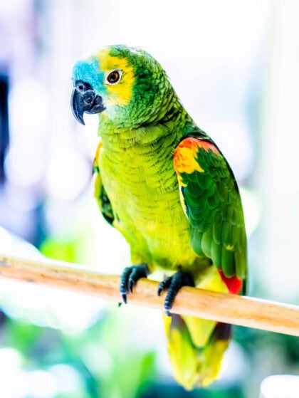 Blue-Fronted Amazon Parrot