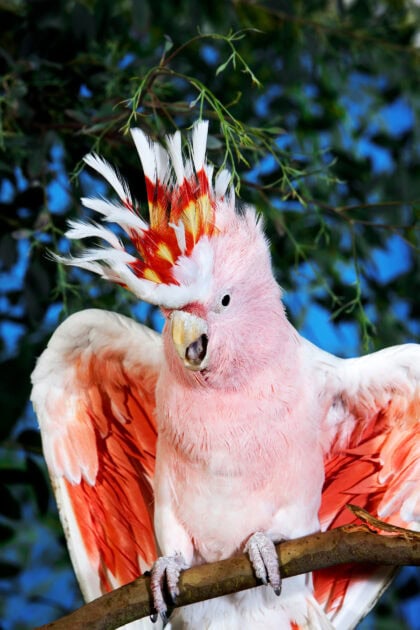 Inca Cockatoo (Major Mitchell’s Cockatoo) Parrot