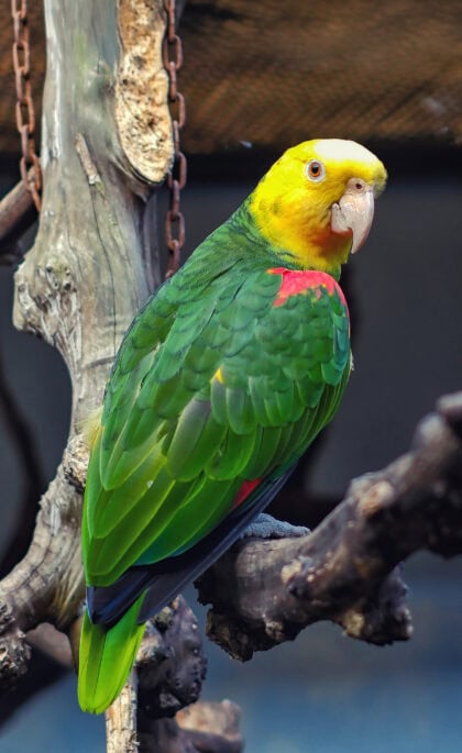 Oratrix Amazon (Yellow-Headed Amazon) Parrot