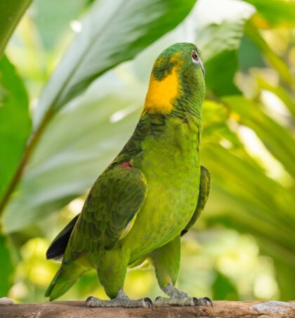 Yellow-Naped Amazon Parrot