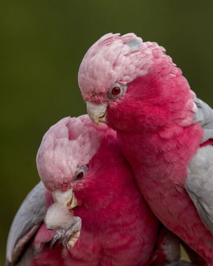 Galah Cockatoo Parrot