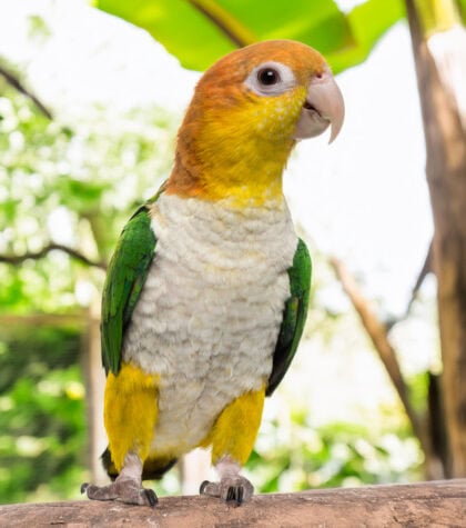 Caique Parrot