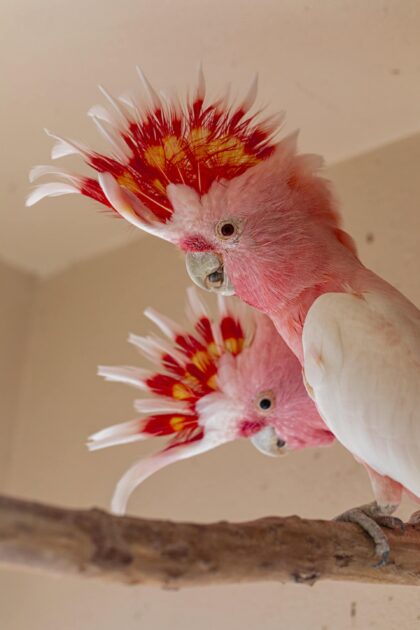 Major mitchell's cockatoo